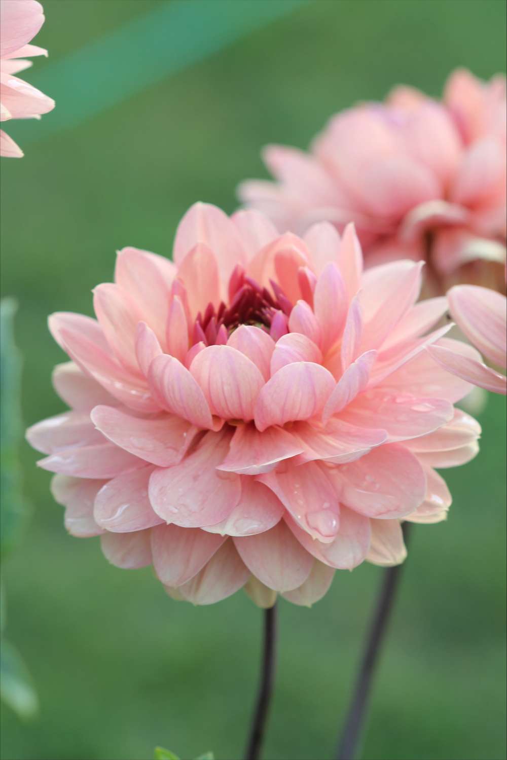 Dahlia 'Château de la Bourdaisière'